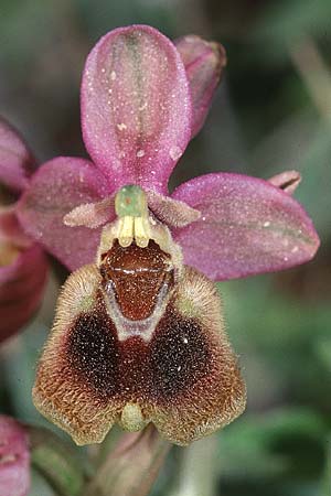 Ophrys leochroma \ Östliche Wespen-Ragwurz / Lion-Maned Orchid, Kreta/Crete,  Gerakari 19.4.2001 