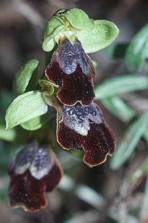 Ophrys thriptiensis \ Frühe Thripti-Ragwurz / Early Thripti Orchid, Kreta/Crete,  Monastiraki 12.2.2002 