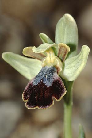 Ophrys thriptiensis \ Frühe Thripti-Ragwurz, Kreta,  Monastiraki 12.2.2002 