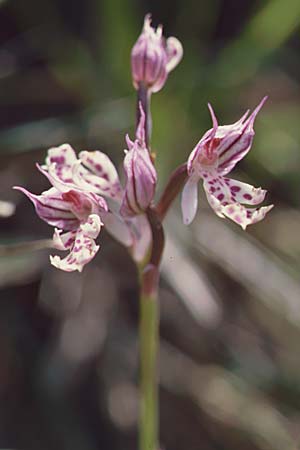 Neotinea commutata subsp. angelica / Toothed Orchid, Crete,  Gerakari 19.4.2001 