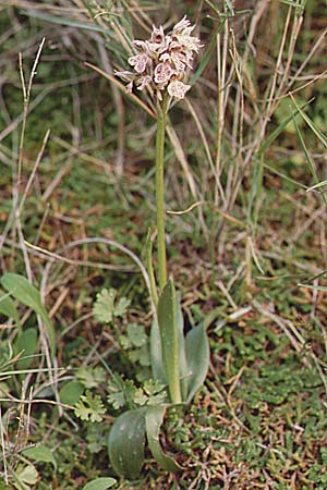 Neotinea commutata subsp. angelica \ Dreizähniges Knabenkraut / Toothed Orchid, Kreta/Crete,  Spili 21.4.2001 