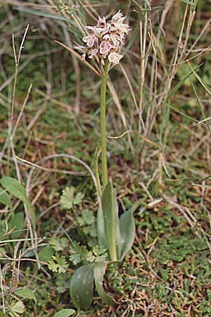 Neotinea commutata subsp. angelica / Toothed Orchid, Crete,  Spili 21.4.2001 
