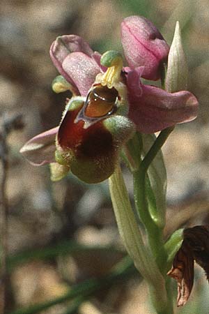 Ophrys leochroma \ Östliche Wespen-Ragwurz / Lion-Maned Orchid, Kreta/Crete,  Knossos 3.4.1990 