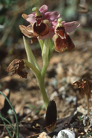 Ophrys leochroma \ Östliche Wespen-Ragwurz / Lion-Maned Orchid, Kreta/Crete,  Knossos 3.4.1990 