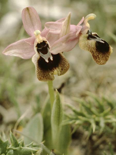 Ophrys leochroma \ Östliche Wespen-Ragwurz / Lion-Maned Orchid, Kreta/Crete,  Thripti 8.4.1990 