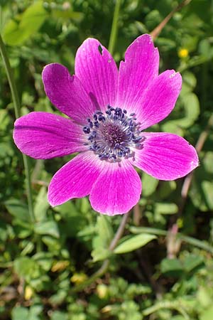 Anemone coronaria / Poppy Anemone, Crown Anemone, Chios Vavili 28.3.2016