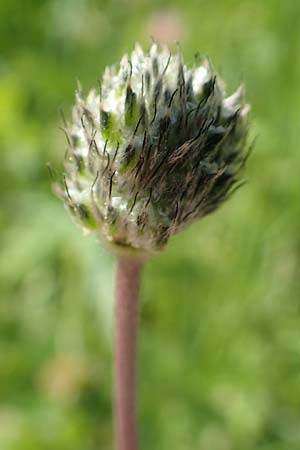 Anemone coronaria / Poppy Anemone, Crown Anemone, Chios Vavili 28.3.2016