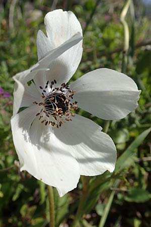 Anemone coronaria \ Kronen-Anemone / Poppy Anemone, Crown Anemone, Chios Chios 28.3.2016