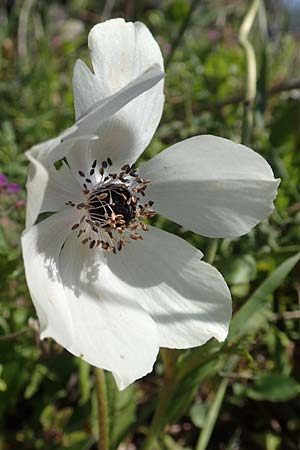 Anemone coronaria \ Kronen-Anemone, Chios Chios 28.3.2016