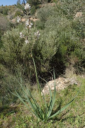 Asphodelus ramosus \ stiger Affodill, Chios Sidirounda 30.3.2016