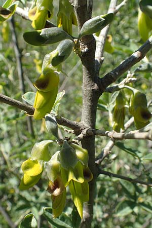 Anagyris foetida / Mediterranean Stinkbush, Stinking Bean Trefoil, Chios Viki 31.3.2016