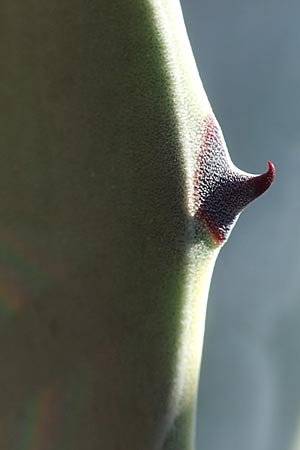 Agave americana \ Amerikanische Agave, Chios Vavili 28.3.2016