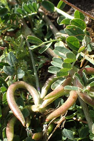Astragalus hamosus \ Haken-Tragant, Chios Anavatos 28.3.2016