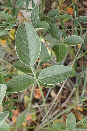 Bituminaria bituminosa \ Asphalt-Klee / Pitch Trefoil, Chios Mesta 2.4.2016