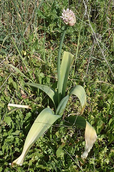 Allium nigrum \ Schwarzer Lauch / Black Garlic, Broad-Leaved Leek, Chios Pirgi 1.4.2016