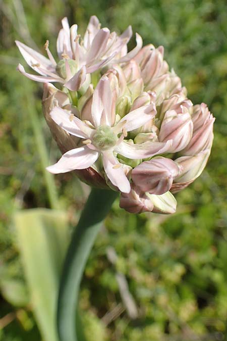 Allium nigrum \ Schwarzer Lauch / Black Garlic, Broad-Leaved Leek, Chios Pirgi 1.4.2016