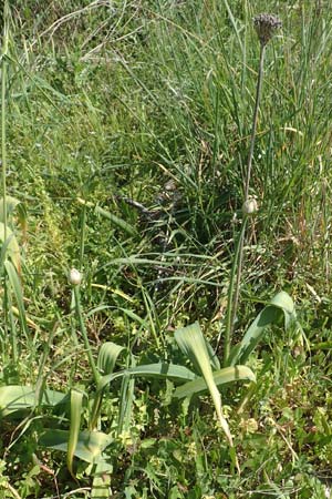 Allium nigrum \ Schwarzer Lauch, Chios Pirgi 1.4.2016