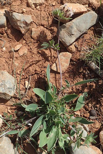 Anthyllis vulneraria subsp. praepropera / Red Kidney Vetch, Chios Olimbi, Agios Dynami 1.4.2016