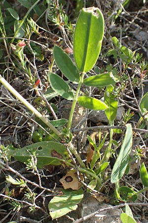 Anthyllis vulneraria subsp. praepropera \ Roter Wundklee / Red Kidney Vetch, Chios Olimbi, Agios Dynami 1.4.2016