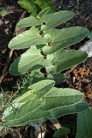 Aristolochia hirta \ Haarige Osterluzei / Hairy Birthwort, Chios Vavili 28.3.2016