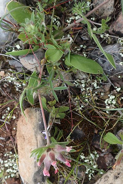 Anthyllis vulneraria subsp. praepropera / Red Kidney Vetch, Chios Kato Fana 29.3.2016