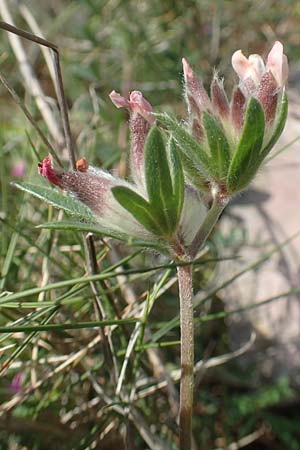 Anthyllis vulneraria subsp. praepropera \ Roter Wundklee / Red Kidney Vetch, Chios Kato Fana 29.3.2016