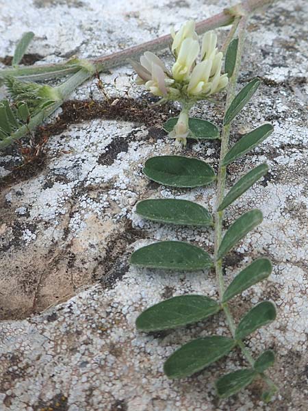 Astragalus hamosus \ Haken-Tragant / Southern Milk-Vetch, Chios Anavatos 28.3.2016