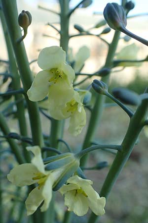 Brassica oleracea var. capitata \ Kopfkohl, Kraut / Cabbage, Chios Kampos 28.3.2016