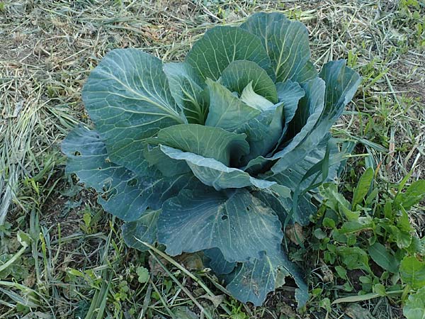 Brassica oleracea var. capitata \ Kopfkohl, Kraut / Cabbage, Chios Kampos 28.3.2016