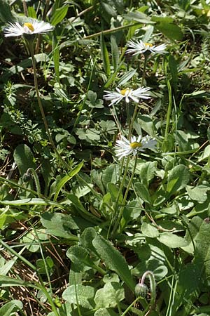 Bellis perennis \ Gnseblmchen, Tausendschn, Chios Viki 30.3.2016