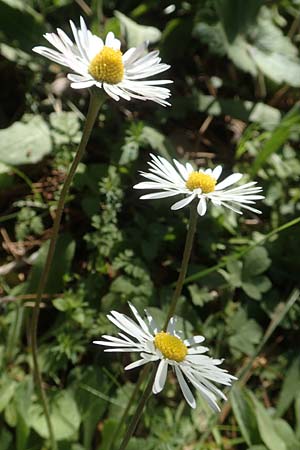 Bellis perennis \ Gnseblmchen, Tausendschn, Chios Viki 30.3.2016