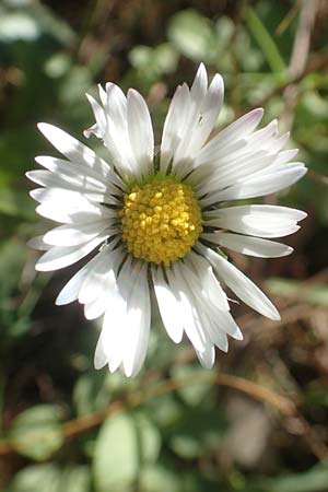 Bellis perennis \ Gnseblmchen, Tausendschn, Chios Viki 30.3.2016