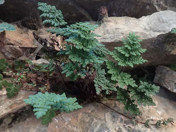 Oeosporangium pteridioides subsp. acrosticum \ Mauer-Pelzfarn, Mauer-Lippenfarn / Lip Fern, Chios Mesta 29.3.2016