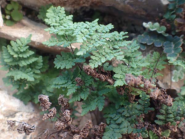 Oeosporangium pteridioides subsp. acrosticum \ Mauer-Pelzfarn, Mauer-Lippenfarn / Lip Fern, Chios Mesta 29.3.2016