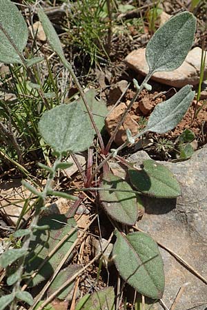 Centaurea raphanina subsp. mixta \ Rettichartige Flockenblume, Chios Katavasi 30.3.2016