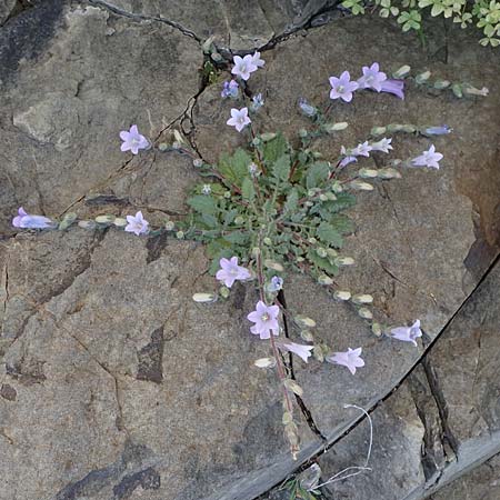 Campanula lyrata \ Leierfrmige Glockenblume / Rock Bellflower, Chios Emporios 29.3.2016