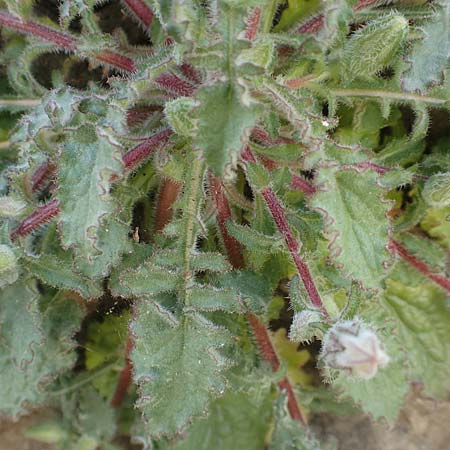 Campanula lyrata \ Leierfrmige Glockenblume / Rock Bellflower, Chios Emporios 29.3.2016