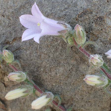 Campanula lyrata \ Leierfrmige Glockenblume, Chios Emporios 29.3.2016