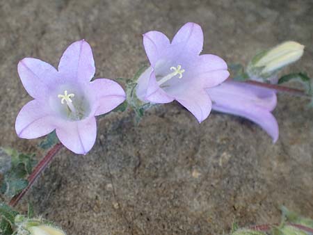 Campanula lyrata \ Leierfrmige Glockenblume / Rock Bellflower, Chios Emporios 29.3.2016