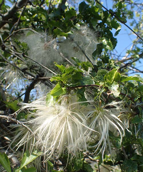 Clematis cirrhosa \ Macchien-Waldrebe / Early Virgin's Bower, Chios Viki 31.3.2016