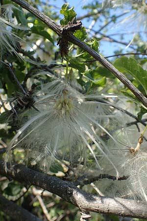 Clematis cirrhosa \ Macchien-Waldrebe / Early Virgin's Bower, Chios Viki 31.3.2016