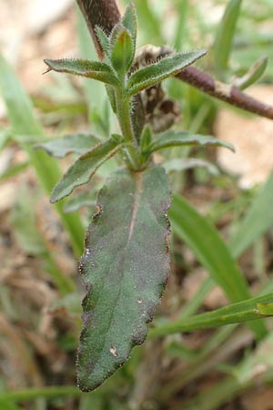 Campanula lyrata \ Leierfrmige Glockenblume, Chios Mesta 2.4.2016