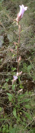 Campanula lyrata \ Leierfrmige Glockenblume / Rock Bellflower, Chios Mesta 2.4.2016