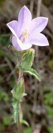 Campanula lyrata \ Leierfrmige Glockenblume / Rock Bellflower, Chios Mesta 2.4.2016