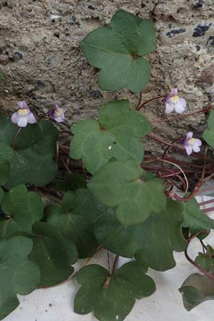 Cymbalaria muralis \ Gemeines Zimbelkraut, Mauer-Zimbelkraut, Chios Olimbi 1.4.2016