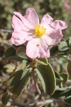 Cistus parviflorus \ Kleinbltige Zistrose / Small-Flowered Rock-Rose, Chios Kato Fana 29.3.2016