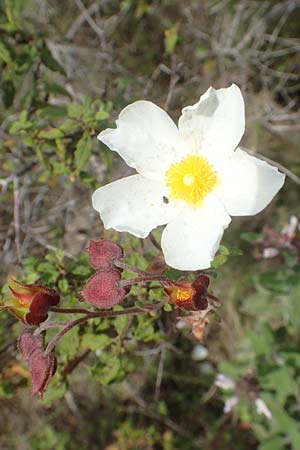 Cistus salviifolius \ Salbeiblttrige Zistrose, Chios Kato Fana 29.3.2016