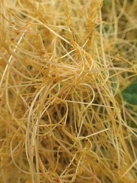 Cuscuta approximata ? \ Goldgelbe Seide / Alfalfa Dodder, Chios Mesta 2.4.2016