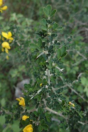 Calicotome villosa \ Behaarter Dorn-Ginster / Hairy Thorny Broom, Chios Nea Moni 28.3.2016