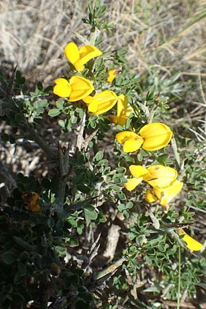 Calicotome villosa \ Behaarter Dorn-Ginster / Hairy Thorny Broom, Chios Olimbi, Agios Dynami 1.4.2016